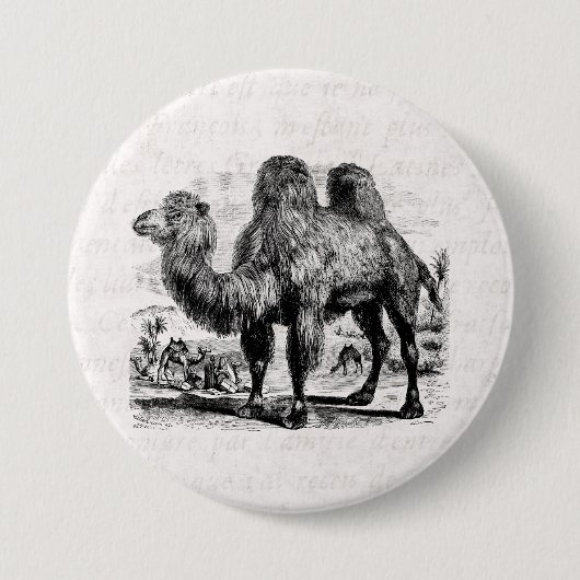 Vintages 1800s Kamel - ägyptische Kamel-Schablone Button (Vorderseite)
