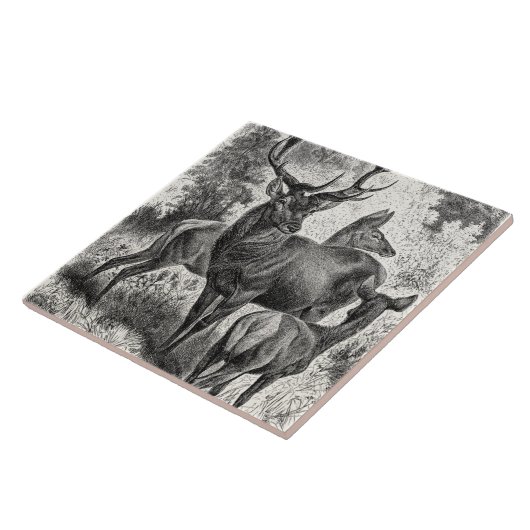 Vintages 1800s rote fliese (Seite)