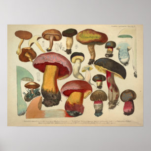 Vintages 1831 Pilz-Vielzahl-Gelb-roter Druck Poster