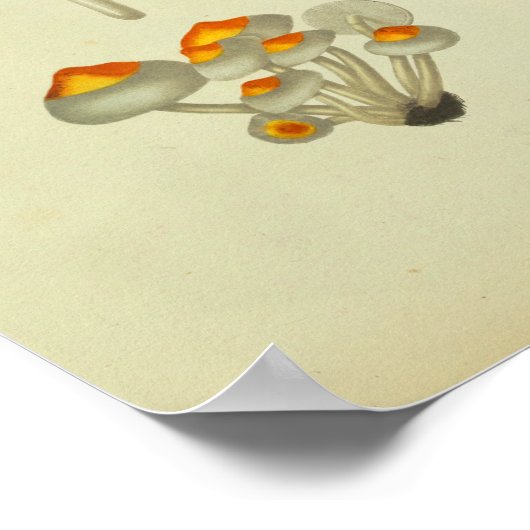 Vintages 1841 Blaue Pilze Poster (Ecke)