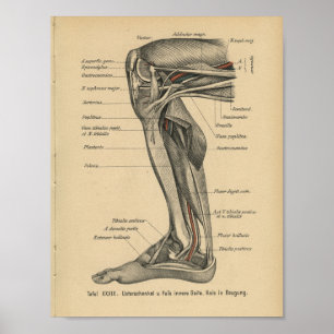 Vintages 1888 Deutsch-Anatomie-Druck-Bein-Knie Poster