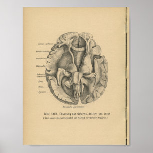 Vintages 1888 Deutsch-Anatomie-Druck-Gehirn Poster
