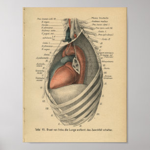 Vintages 1888 Deutsch-Anatomie-Druck-Herz Poster