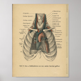 Vintages 1888 deutsches Anatomie Druckherz Poster