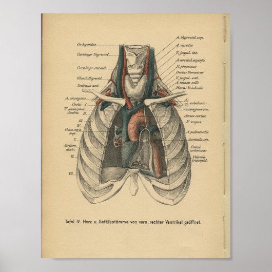 Vintages 1888 deutsches Anatomie Druckherz Poster (Vorne)
