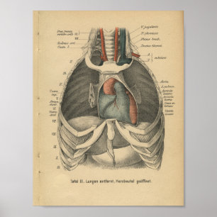 Vintages 1888 deutsches Anatomie Druckherz Poster