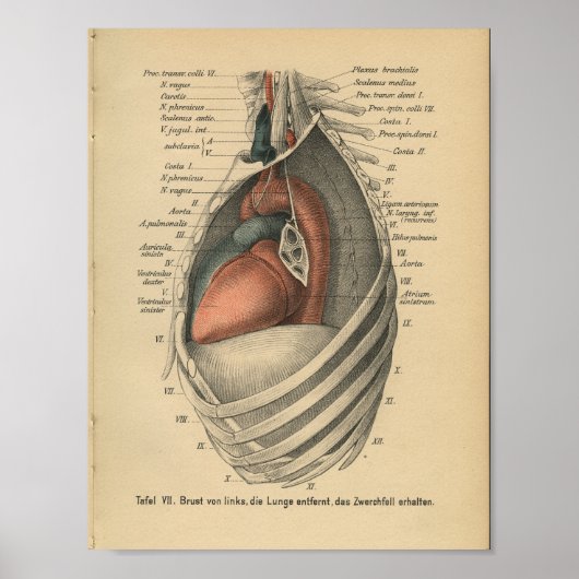 Vintages 1888 deutsches Anatomie Druckherz Poster (Vorne)