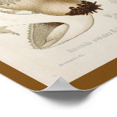 Vintages 1899 Pilze Weiße Kappe Kunstdrucken Poster (Ecke)