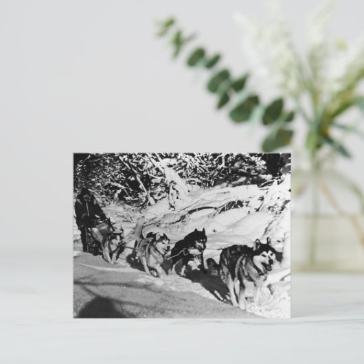 Vintages Alaska eskimo Malamute Schlittenrennen Postkarte (Stehend Vorderseite)