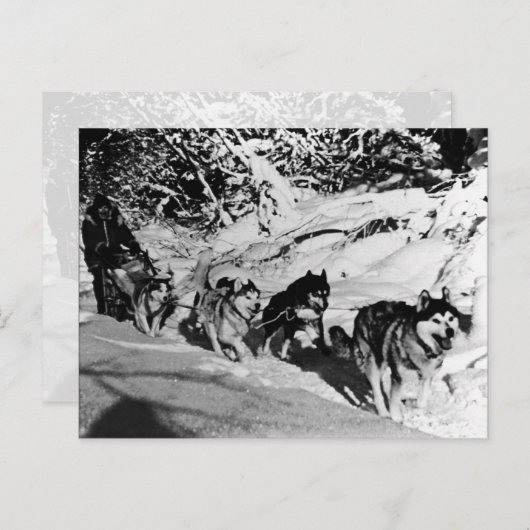 Vintages Alaska eskimo Malamute Schlittenrennen Postkarte (Vorne/Hinten)