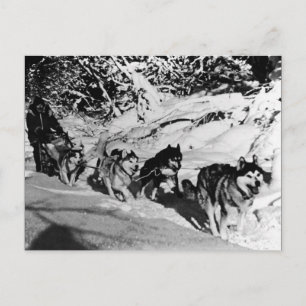 Vintages Alaska eskimo Malamute Schlittenrennen Postkarte