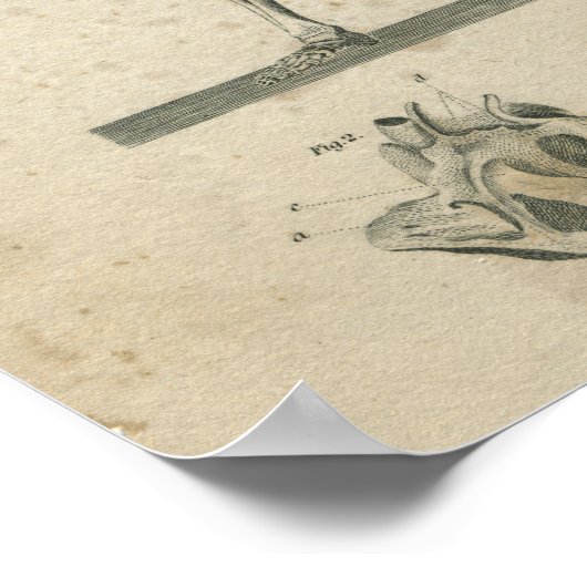 Vintages Anatomie Druckskelett Poster (Ecke)