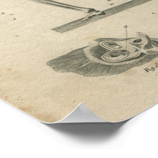 Vintages Anatomie Druckskelett Poster (Ecke)