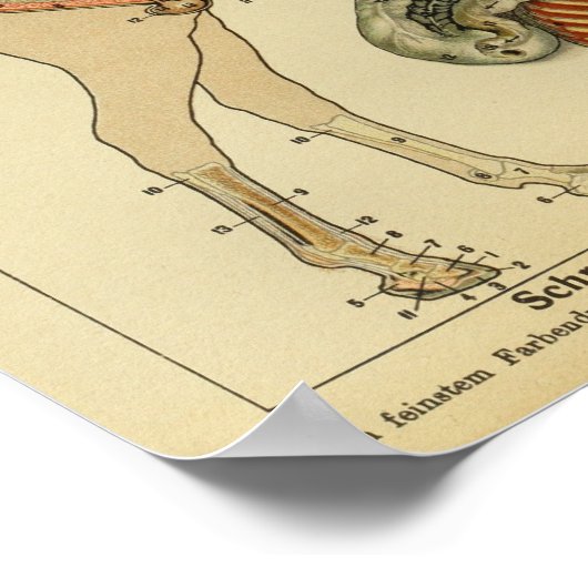 Vintages Anatomie-Werbeplakat Poster (Ecke)