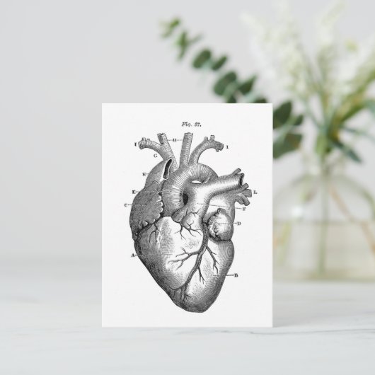 Vintages anatomisch Zeichnend menschliches Herz Postkarte (Stehend Vorderseite)