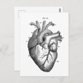 Vintages anatomisch Zeichnend menschliches Herz Postkarte (Vorne/Hinten)