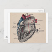 Vintages anatomisches Herz Postkarte (Vorne/Hinten)