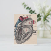 Vintages anatomisches Herz Postkarte (Stehend Vorderseite)