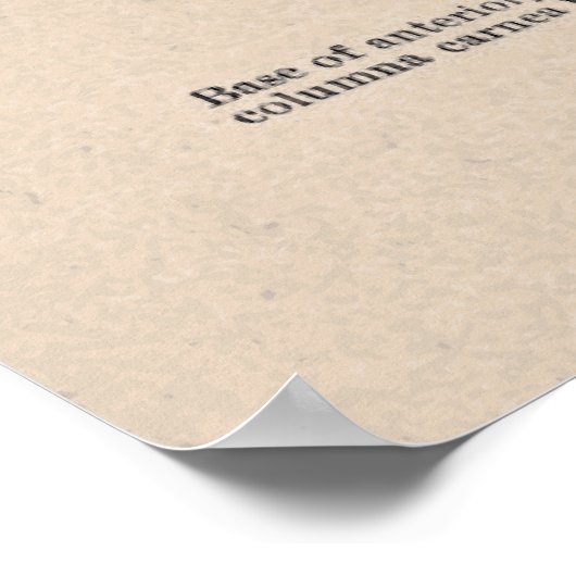 Vintages anatomisches Herzdiagramm Poster (Ecke)