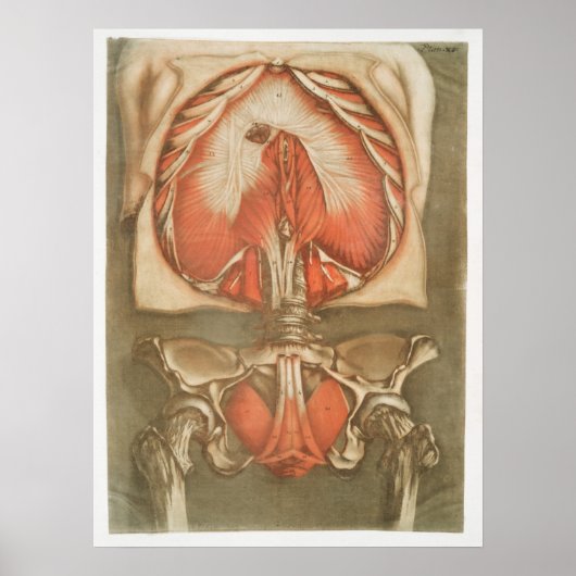 Vintages anatomisches Illustrationspaket Poster (Vorne)
