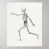 Vintages anatomisches Illustrationspaket Poster (Vorne)