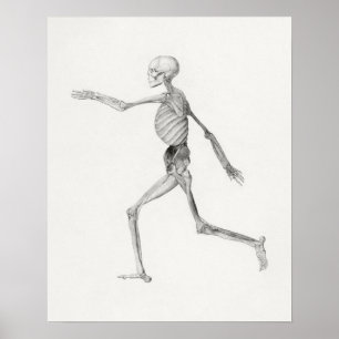 Vintages anatomisches Illustrationspaket Poster