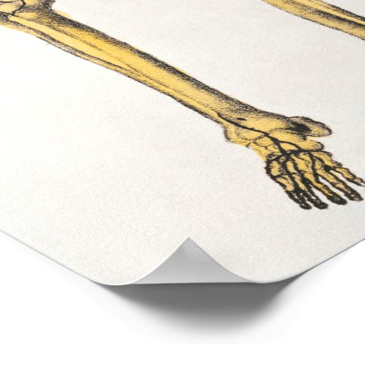 Vintages anatomisches Illustrationspaket Poster (Ecke)