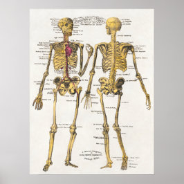 Vintages anatomisches Illustrationspaket Poster