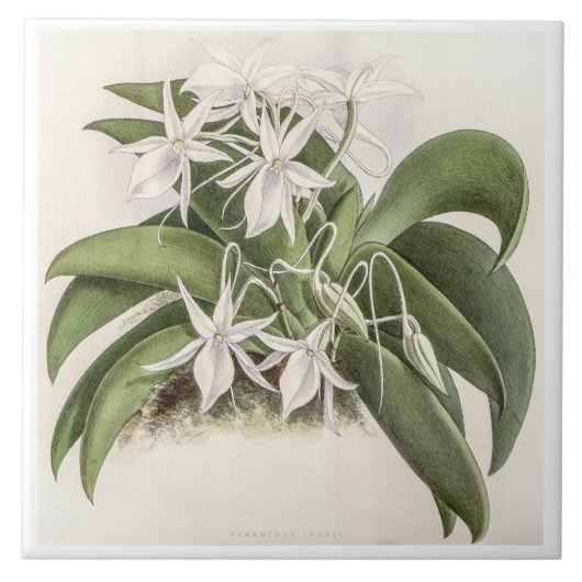 Vintages Angraecum Leonis Orchid Blume Fliese (Vorderseite)