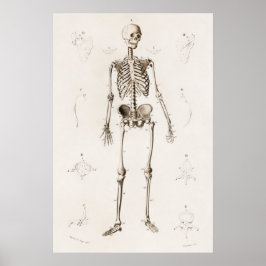 Vintages antikes medizinisches Skelett Anatomie Di Poster