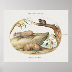 Vintages Armadillo Illustrations-Poster Poster