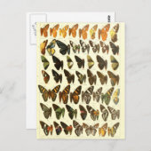 Vintages Artendiagramm Postkarte (Vorne/Hinten)