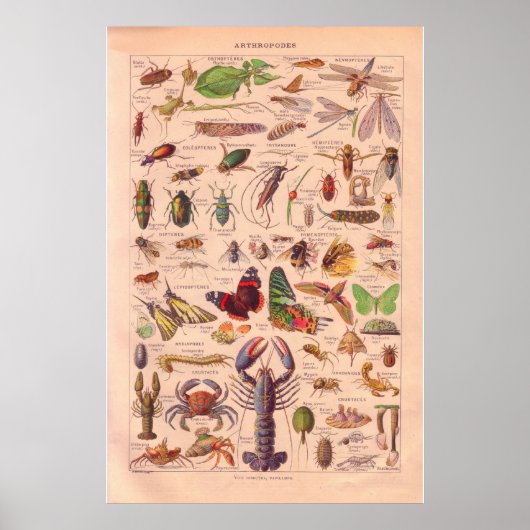 Vintages Arthopods-Poster 1920 Poster (Vorne)