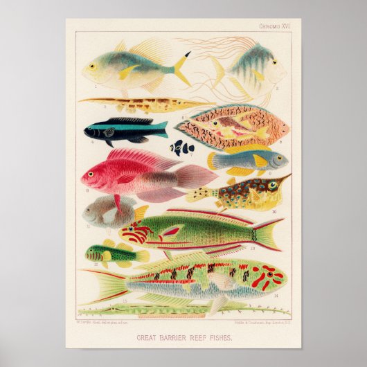 Vintages Australien - Great Barrier Reef Fische 6 Poster (Vorne)