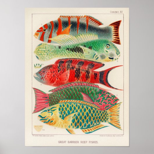 Vintages Australien Great Barrier Reef Fishing Pos Poster (Vorne)