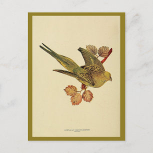 Vintages australisches Foto Postkarte