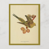 Vintages australisches Foto Postkarte (Vorderseite)