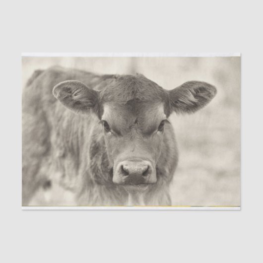 Vintages Baby Cow Calder Tissue Paper Seidenpapier (Vorderseite)