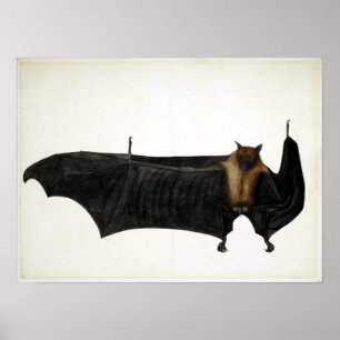 Vintages Bhawani Das Great Indian Frucht Bat Poster