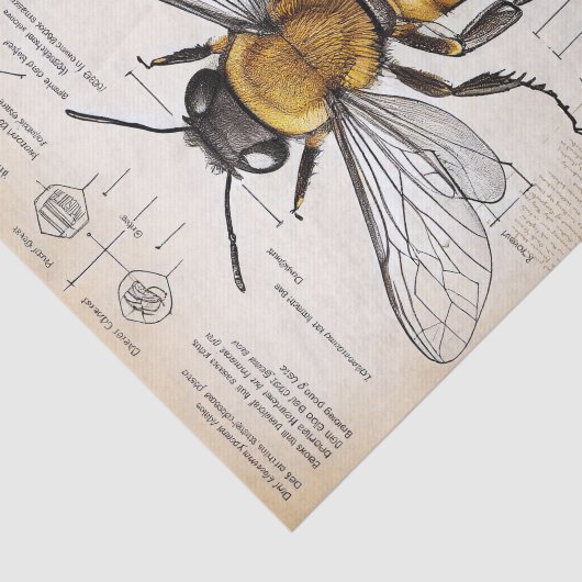 Vintages Bienendiagramm Seidenpapier (Ausschnitt)