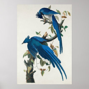 Vintages Bird Poster Wall Art - Columbia Jay Bird