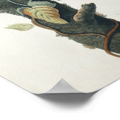 Vintages Bird Poster Wall Art - Columbia Jay Bird (Ecke)