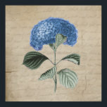 Vintages Blue Hydrangea auf dem alten Pergament Poster<br><div class="desc">Vintage,  blaue Hydrangea-Blume auf antikem Papier-Look mit verblasster Kalligraphie-Schrift. Hydrangeas sind eine beliebte Blumenwahl für Hochzeiten,  Gärten,  Blumenarrangements,  dekorative Trockenwüste und Floristen überall. Vintages botanisches Druckdesign für Ihre Zuhause.</div>
