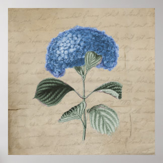 Vintages Blue Hydrangea auf dem alten Pergament Poster