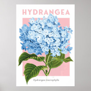 Vintages Blue Hydrangea-Poster Poster