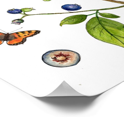 Vintages Blueberry-Botanisches Poster (Ecke)