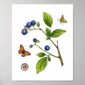 Vintages Blueberry-Botanisches Poster (Vorne)