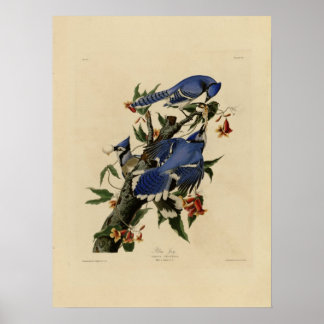 Vintages Bluebird Painting Poster