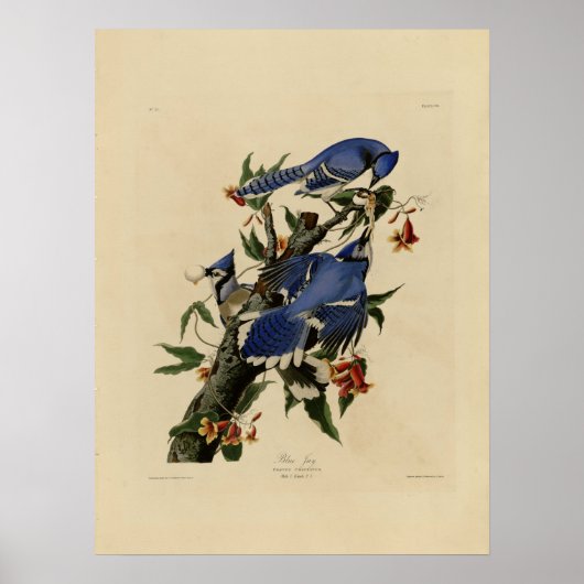 Vintages Bluebird Painting Poster (Vorne)