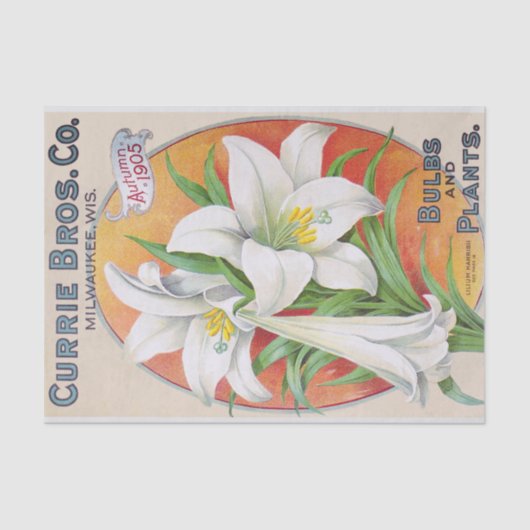 Vintages Blumenseidenpapier Osterlilien-1905 Seidenpapier (Vorderseite)